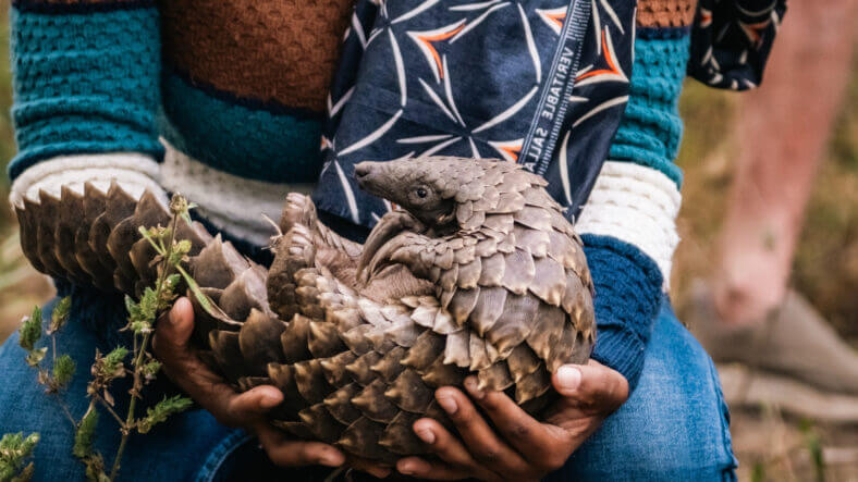 Gorongosa, pangolin