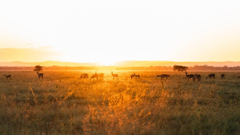 Gorongosa