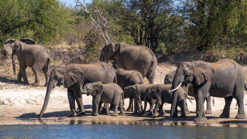 Tongabezi Lodge Victoria Falls