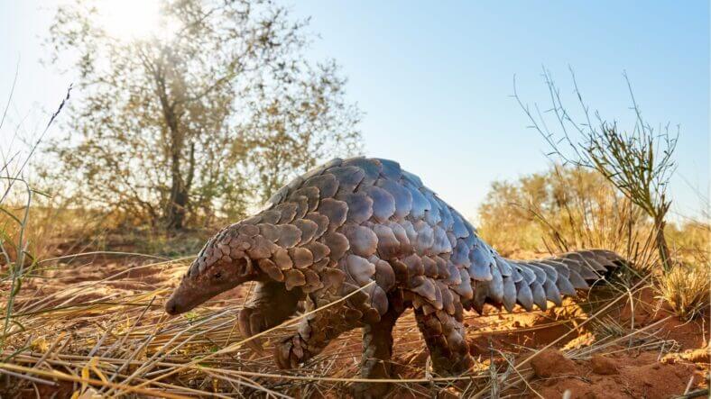 Tswalu - pangolin