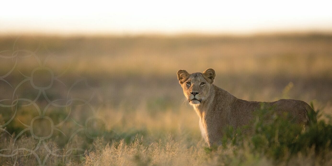 Lioness standing in the field with the golden sun shining from the left at Londolozi