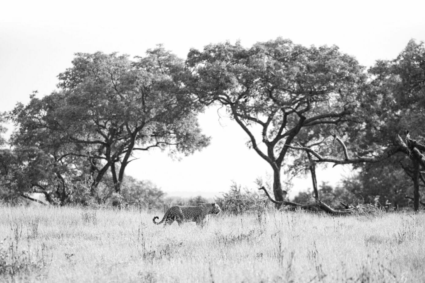 Leopard walking to the right with two large trees creating an arch in the background at Londolozi Game Reserve, leopards are the inspiration behind Tree Camp