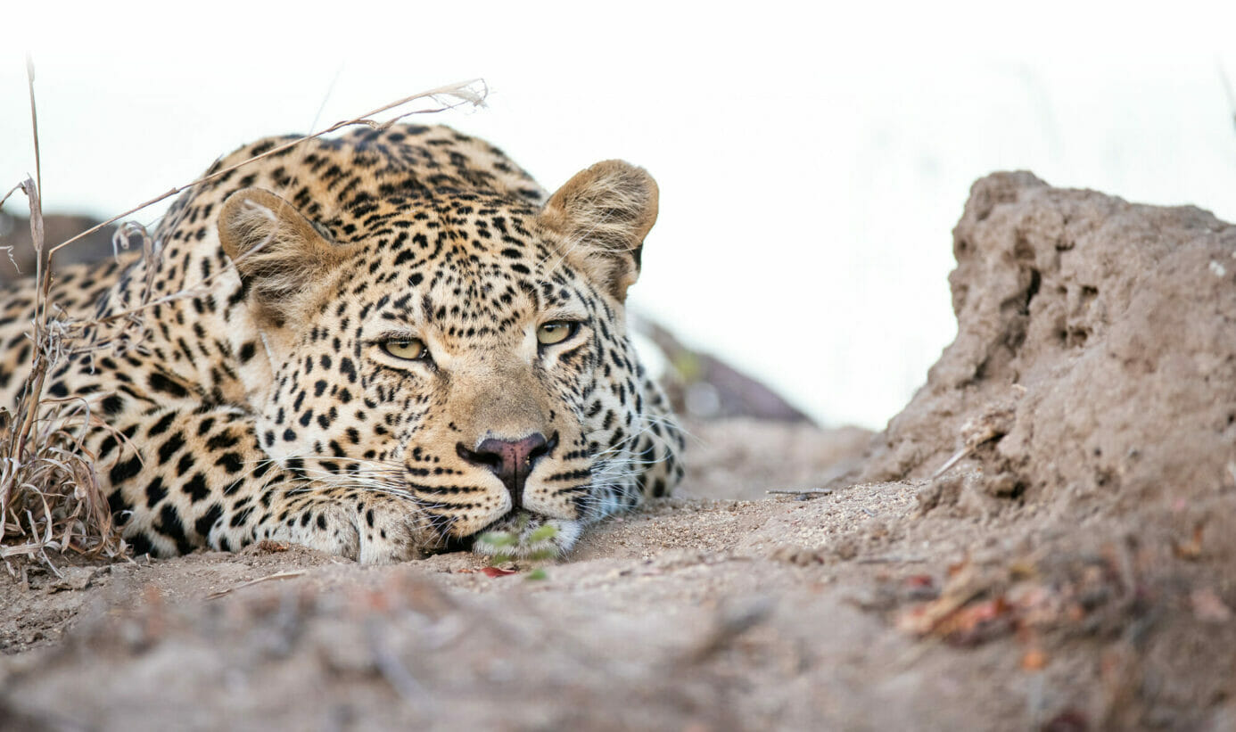 Lazy leopard lying on the ground at Londolozi.