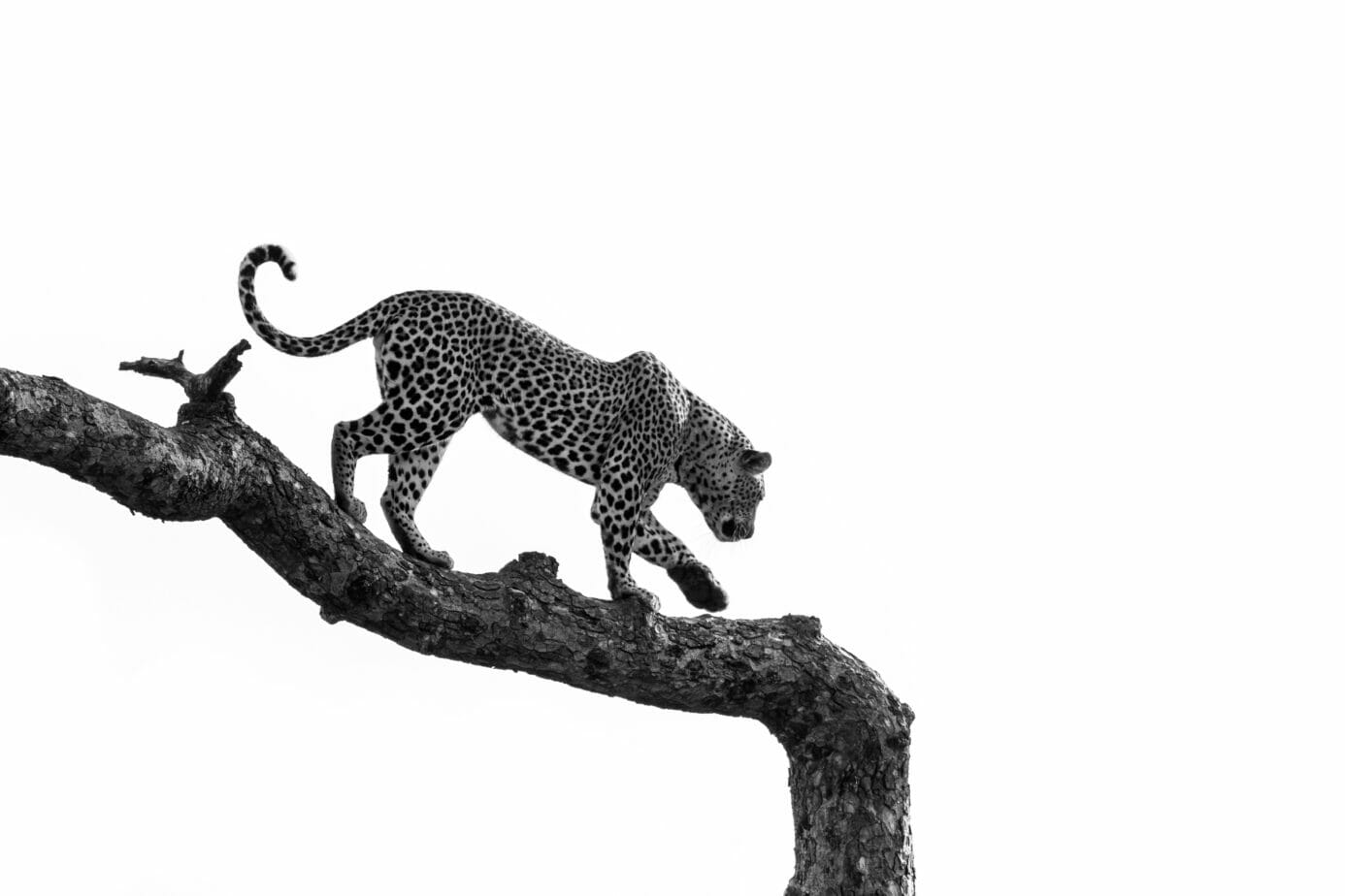 A leopard walks across a branch in black and white