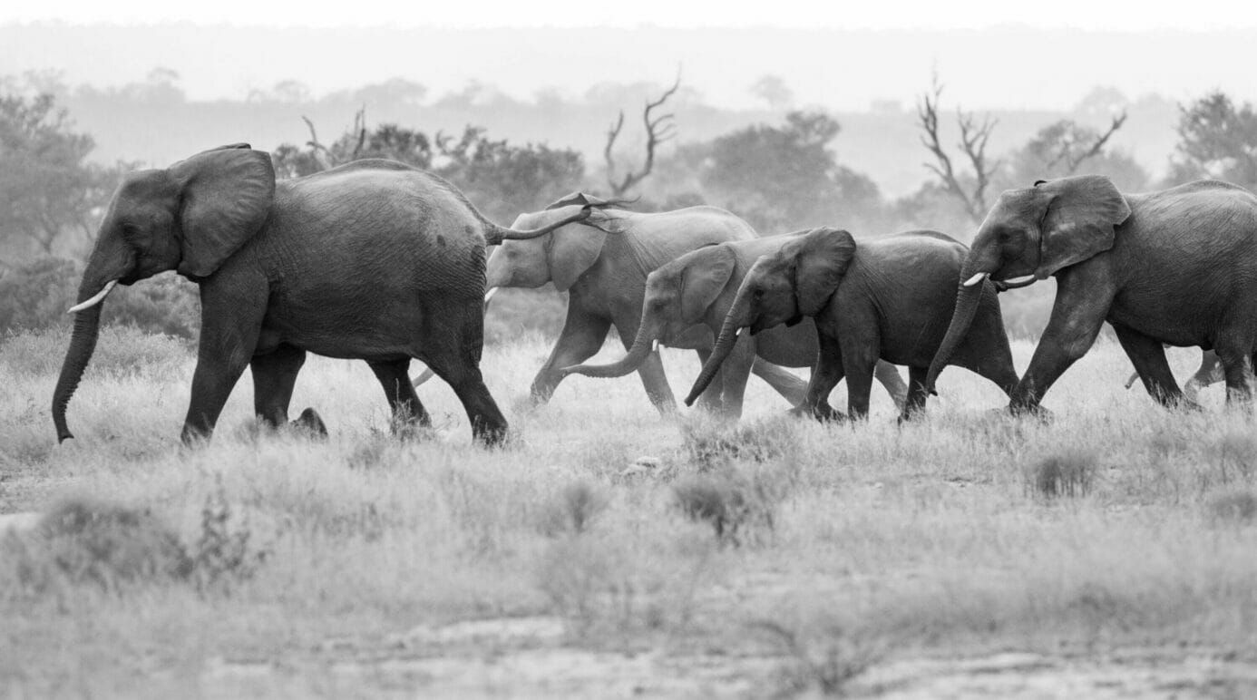 A small herd of 5 elephants crossing through grasslands with trees in the background in South Africa
