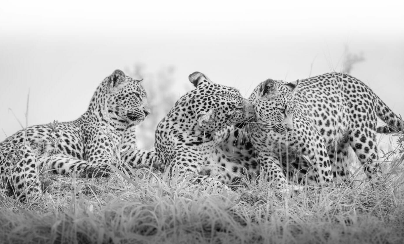 Three leopards lying on short grass at the Sabi Sand Reserve