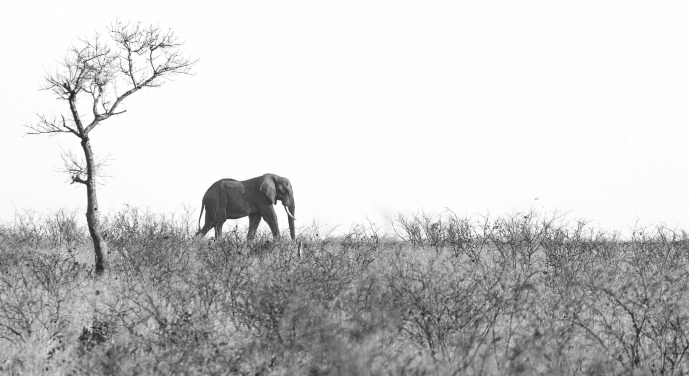 Black and white image of an adult elephant walking to the right with a medium-sized barren tree on the left on a safari in Africa