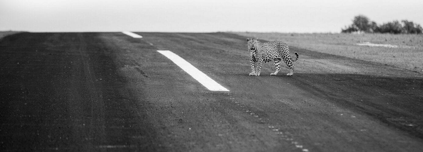 Single adult male standing in the middle of air strip