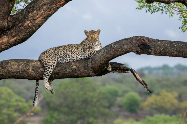 Adult leopard relaxing on a branch in a tree staring straight