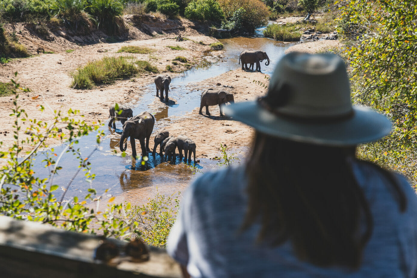 Viewing elephants from above in a tree house, elephants in river, safari hat, safari experience
