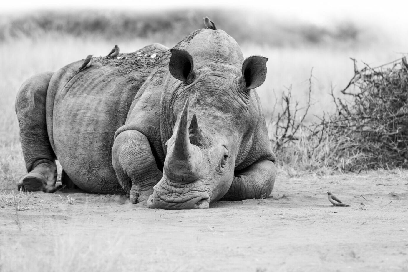 Large adult rhino covered with dried mud lying on the ground