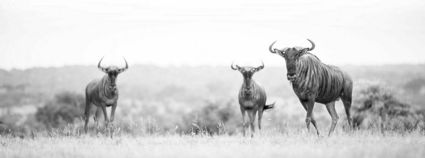 Photographic Safari on a Private Game Reserve | Londolozi Game Reserve