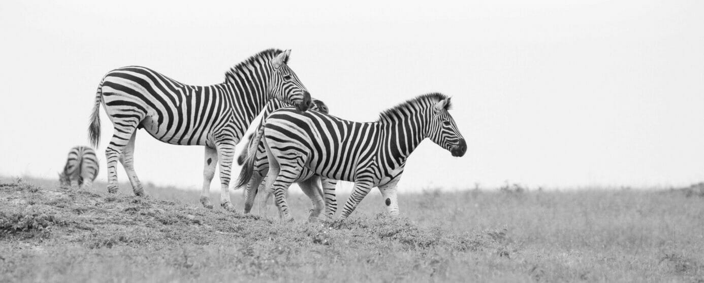 Black and white image of four zebras grazing in the lowveld close to Kruger National Park in South Africa