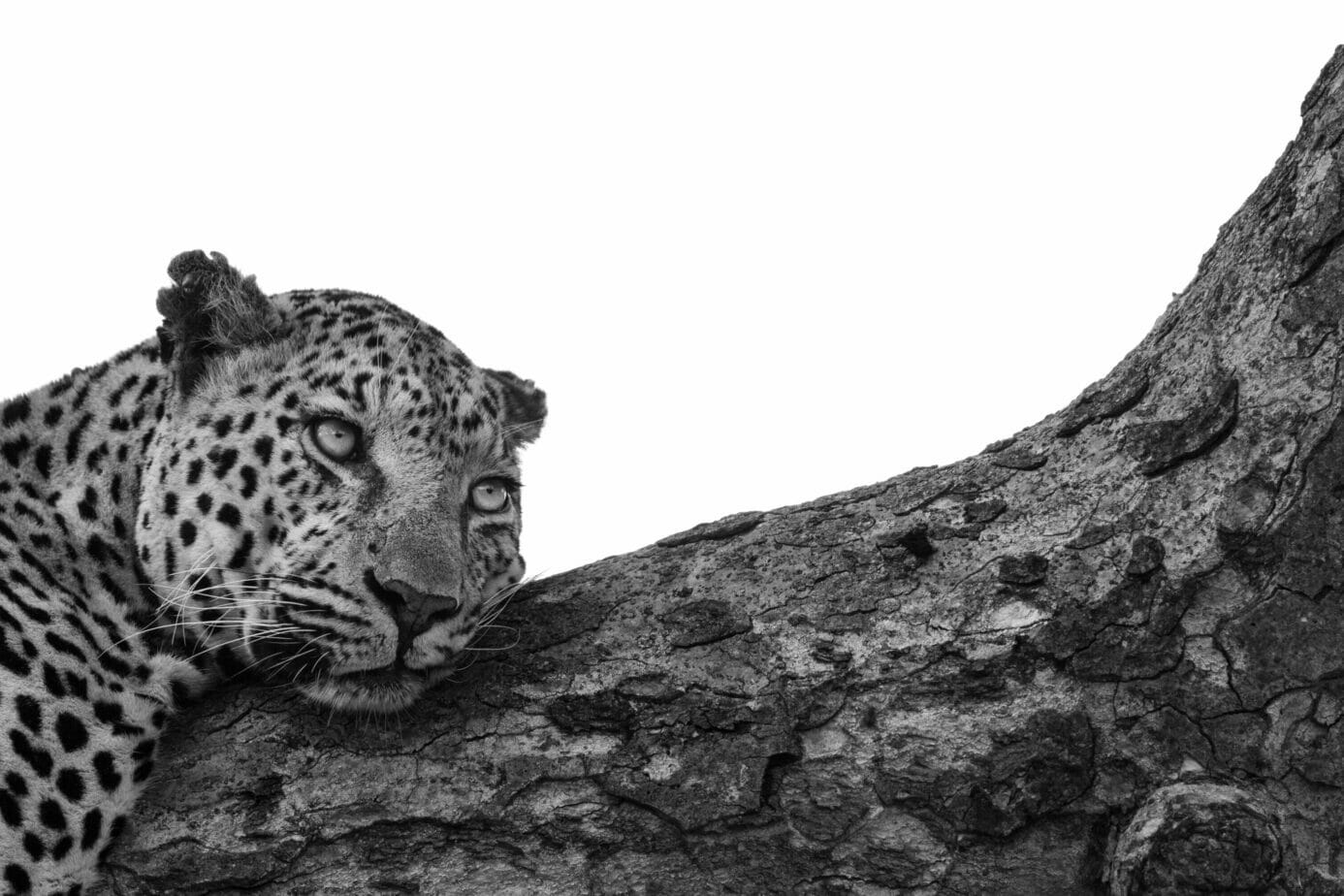Close-up image of leopard lying on a tree branch