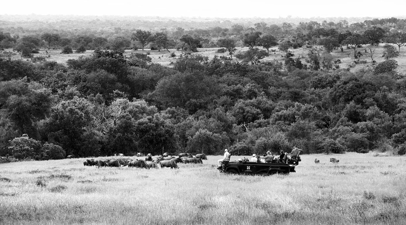 a family on safari viewing wildebeest on an open Land Rover in South Africa, Londolozi Game Reserve