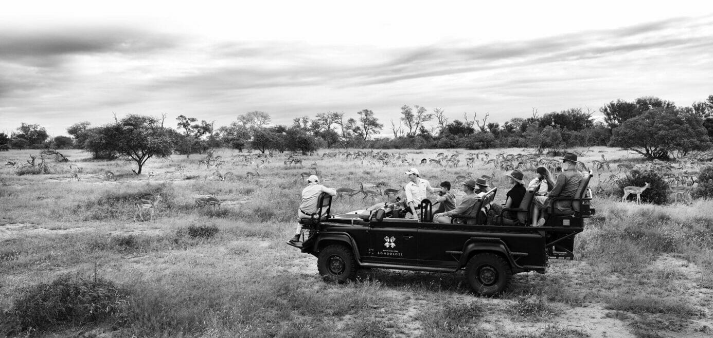 Herd of impala scattered on a plain, viewed by Londolozi guests in a safari vehicle on a game drive