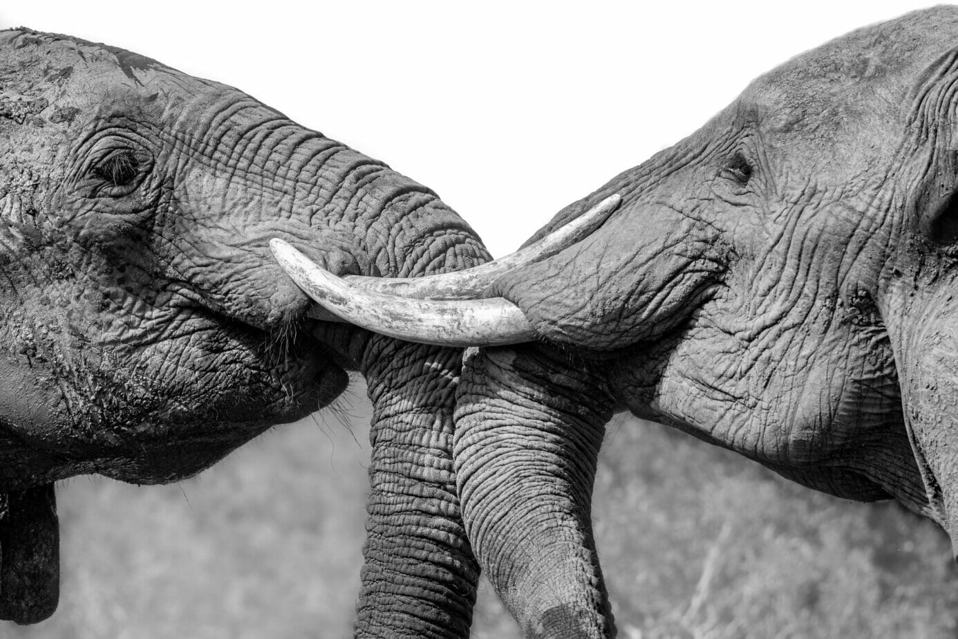 Close-up of two adult elephants intertwining their tusks