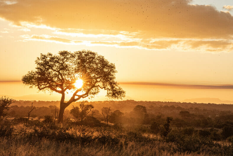 Sunset landscape at Londolozi