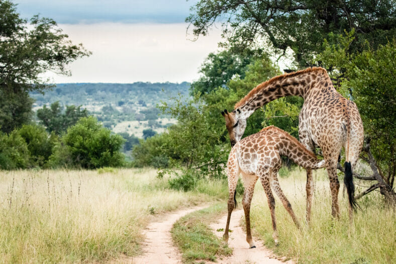 Female giraffe nursing her baby giraffe