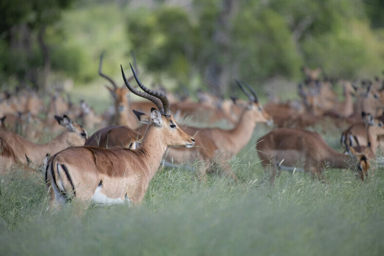 Herd of impala standing in tall green grass