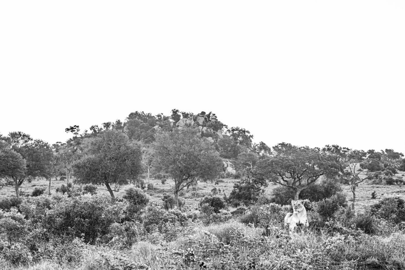 Black and white image of lion lying on termite mound at Londolozi.
