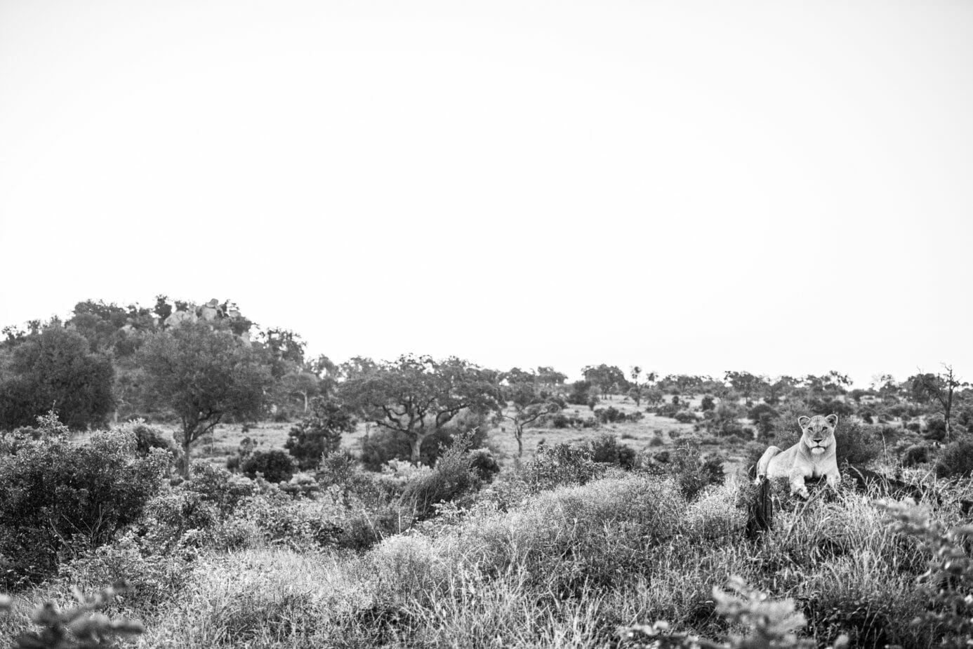 Black and white image of lion lying on termite mound at Londolozi.