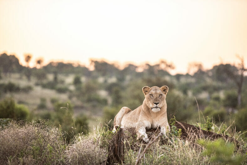Lioness lying on termite mountain at Londolozi Game Reserve close to Kruger National Park