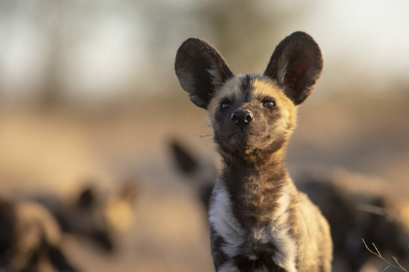 Wild dog pup at Londolozi