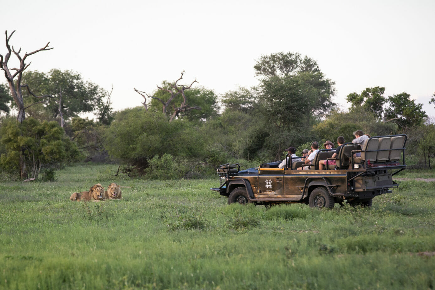Two male lions lying in the grass viewed by Londolozi guests on a safari vehicle during an afternoon game drive