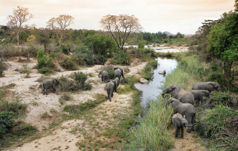 elephants grazing and drinking at Londolozi