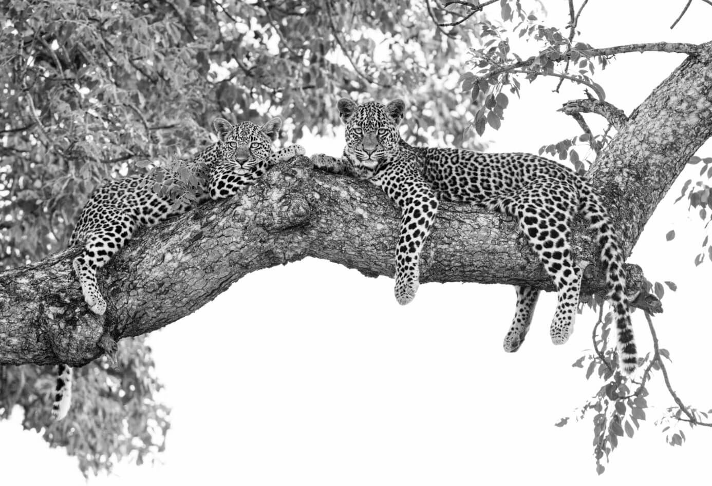 Leopards of Londolozi cubs in tree