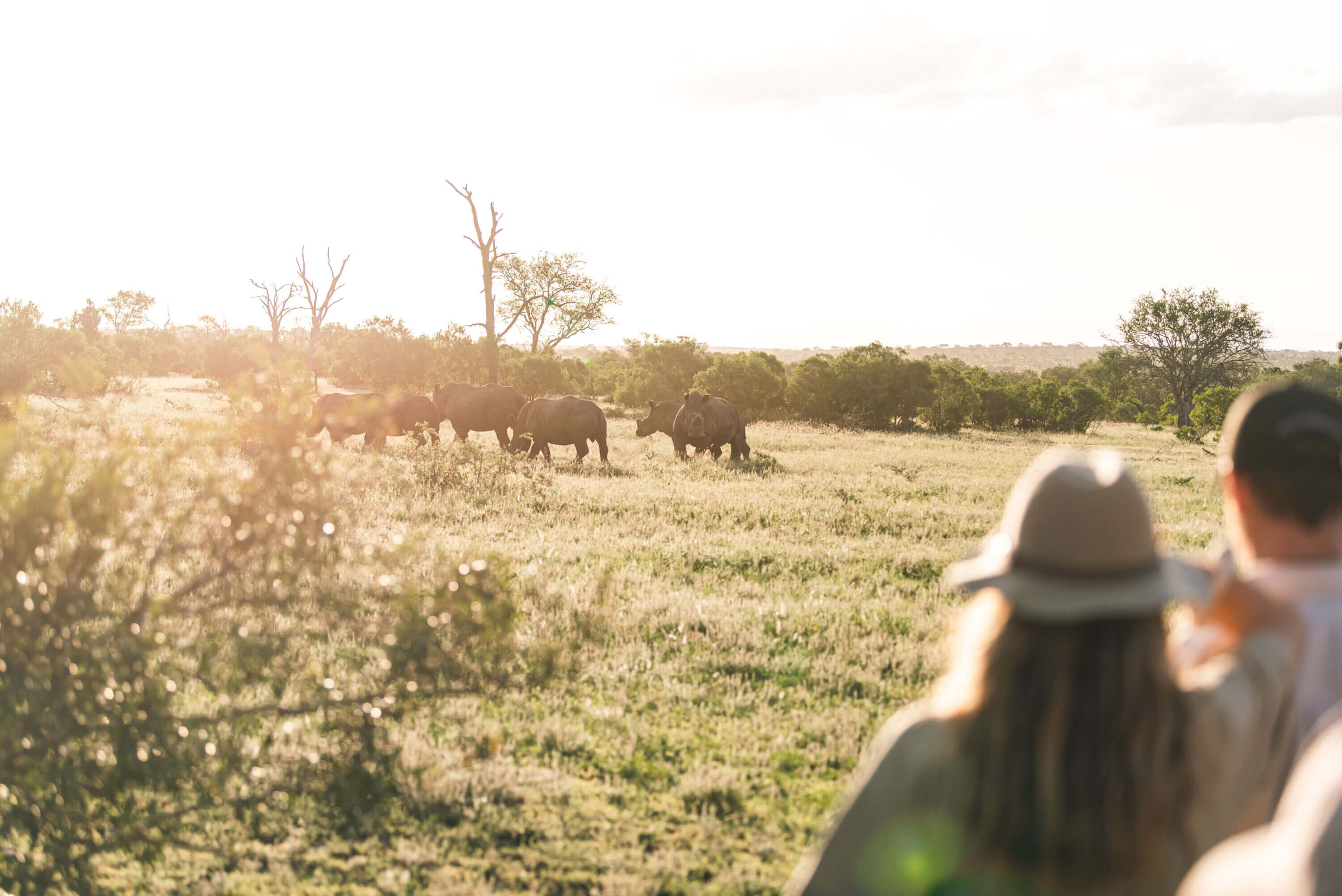 Honeymoon safari Londolozi